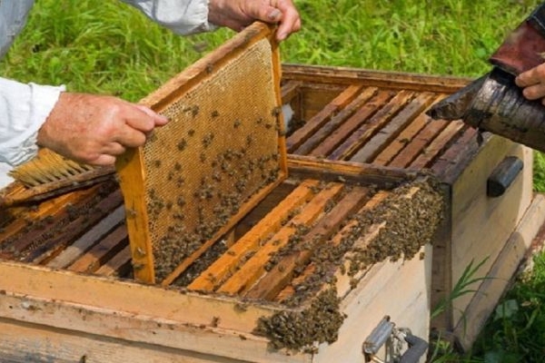 توسعه زنبورستان بدون تسهیلات مالی ممکن نیست