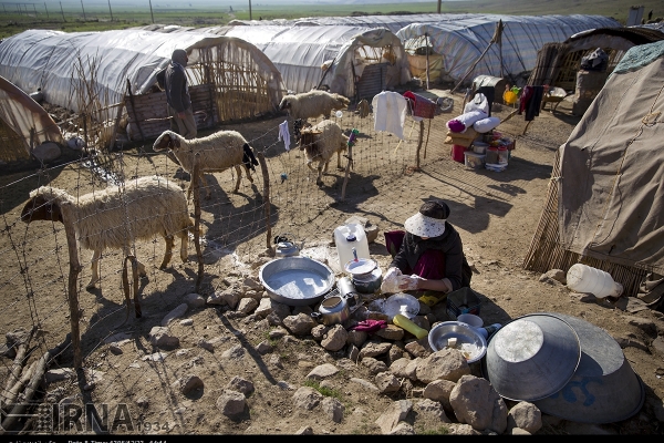 عشایر قصرشیرین؛ مرزبانان خط مقدم تولید