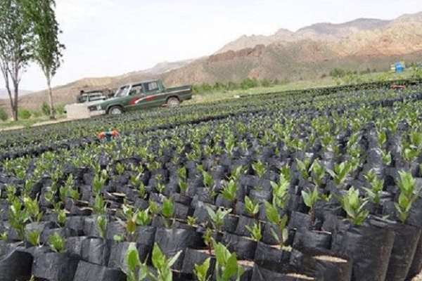 اجرای طرح مردمی کاشت میلیاردی درخت در کرمانشاه