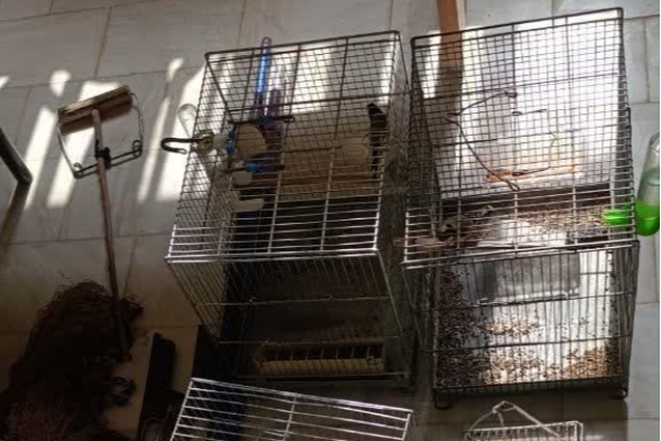 کشف و ضبط ادوات صید غیرمجاز و نجات سهره‌های طلایی توسط محیط‌بانان سرپل‌ذهاب