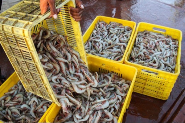 افزایش ۱۲ برابری تولید میگوی بوشهر با روش‌های نوین