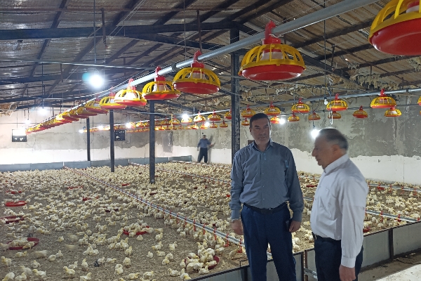 ۱۳ هزار قطعه جوجه‌ریزی در مرغداری‌های سرپل‌ذهاب انجام شد.