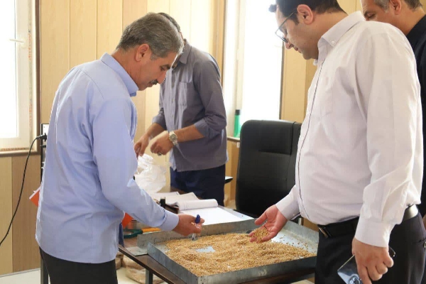 خرید ۲۷ هزار تن گندم از کشاورزان کرمانشاه؛ نظارت میدانی بر مراکز خرید تضمینی در مناطق گرمسیری