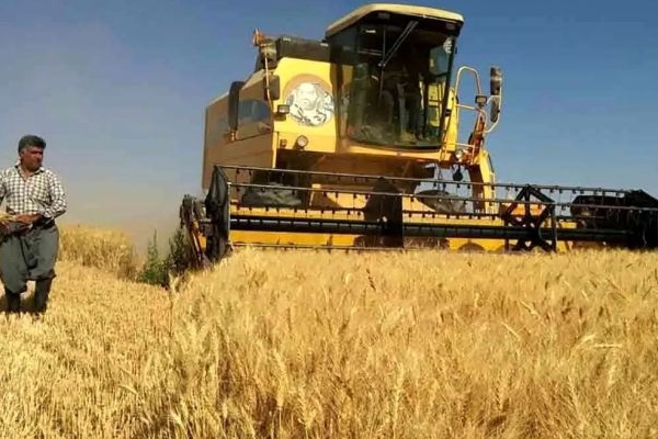 پرداخت مطالبات گندمکاران کرمانشاهی مهم‌ترین چالش امنیت غذایی