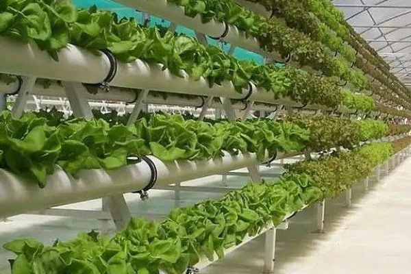 توسعه گلخانه‌ها راهکار عبور از تنش آبی است