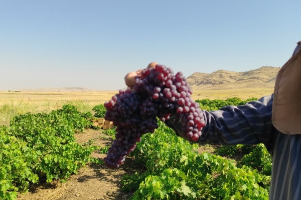 گزارش تصویری | آغاز برداشت انگور یاقوتی از باغات سرپل‌ذهاب